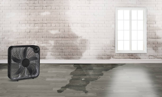 Best Water damage restoration mold remediation  in Reserve, LA